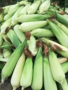 Кукуруза юми 玉米