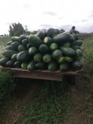 Тыква китайская Донгва  冬瓜